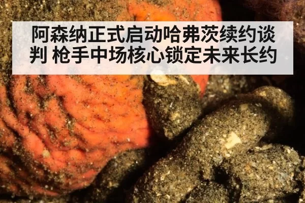 阿森纳正式启动哈弗茨续约谈判 枪手中场核心锁定未来长约